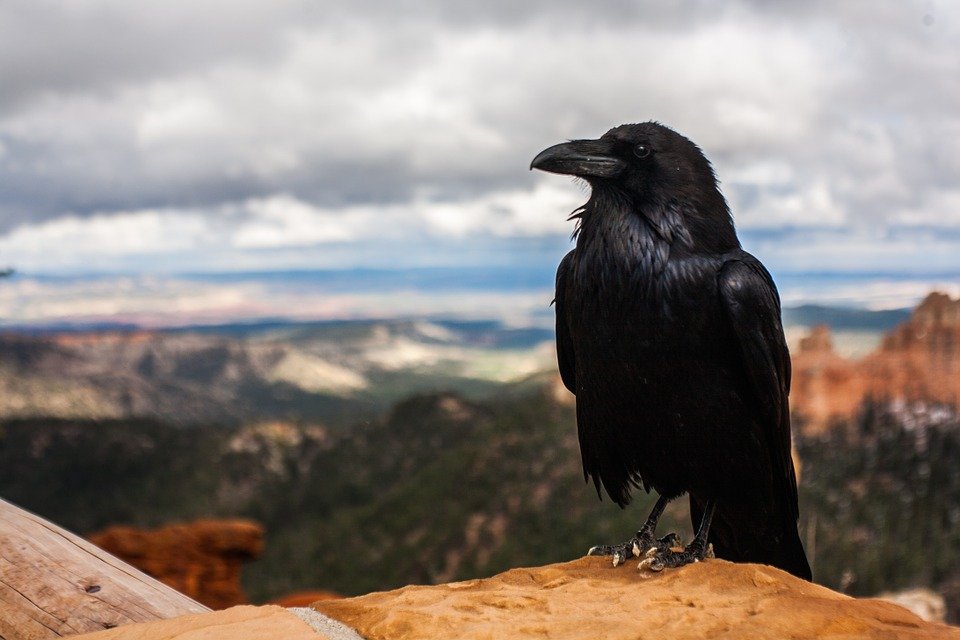 Un corbeau perché sur un sol. | Pixabay