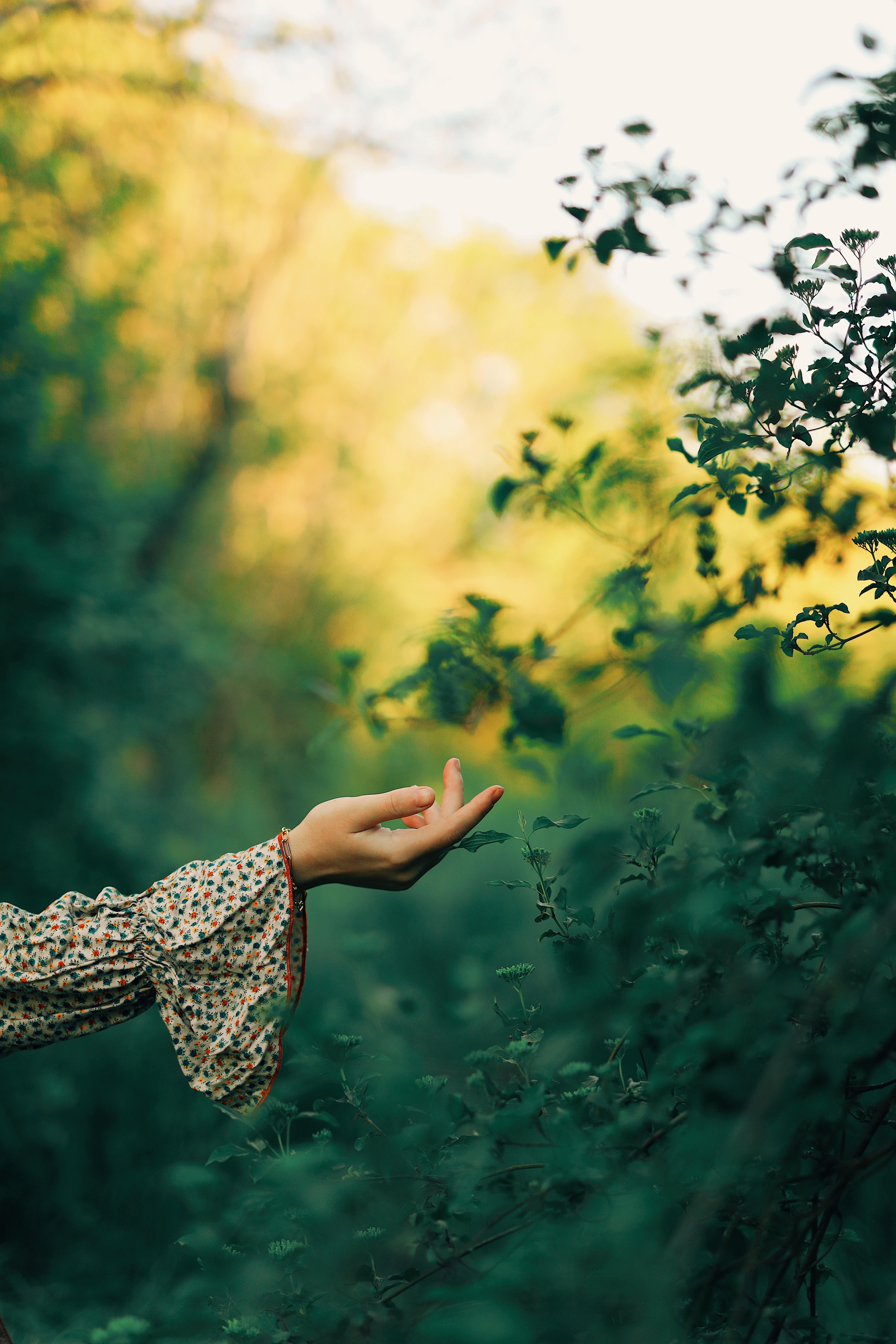 A hand feeling the leaves in a forest | Source: Pexels
