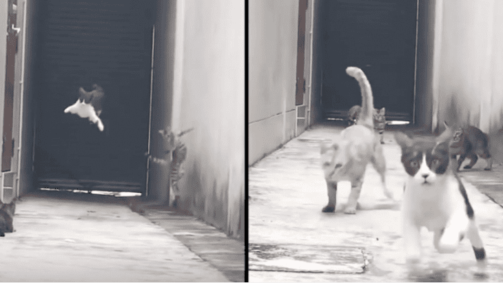 Quelle: YouTube/Super Cat Quelle: YouTube/Super Cat