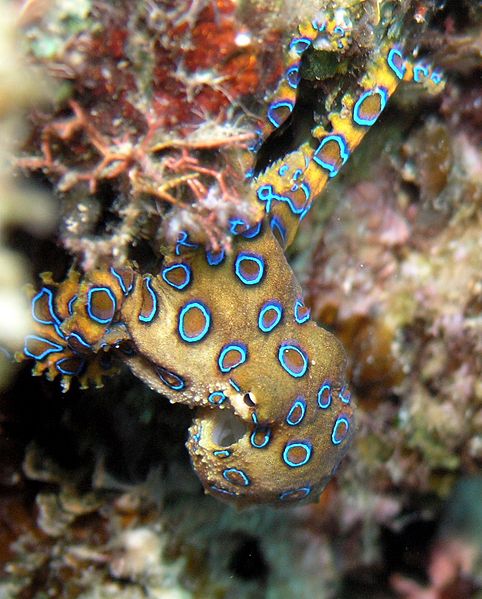 hapalochlaena lunulata | Photo: Wikimedia Commons hapalochlaena lunulata | Photo: Wikimedia Commons