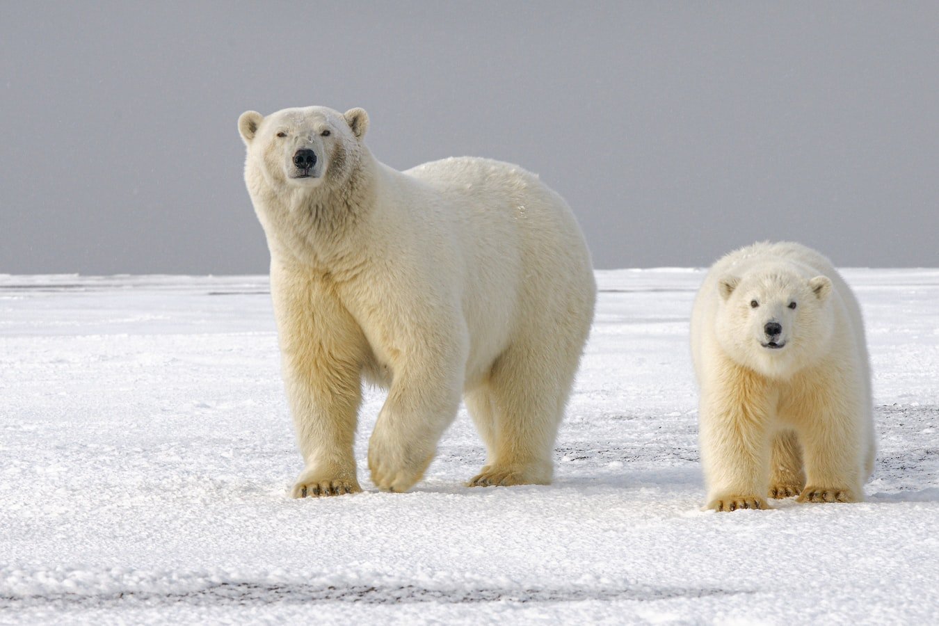 The baby polar bear's questions continued. | Photo: Unsplash