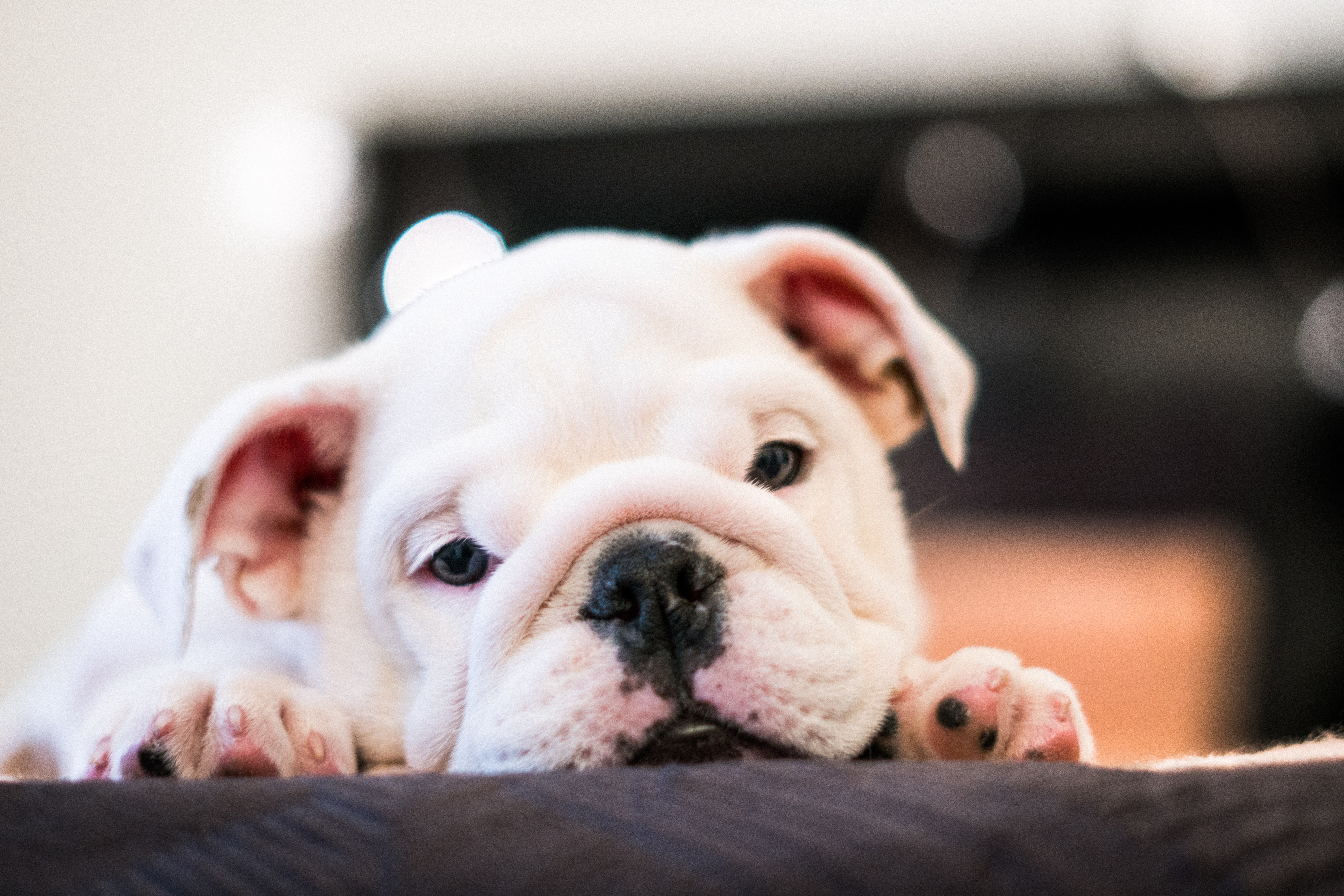 Bulldog. | Source: Pexels