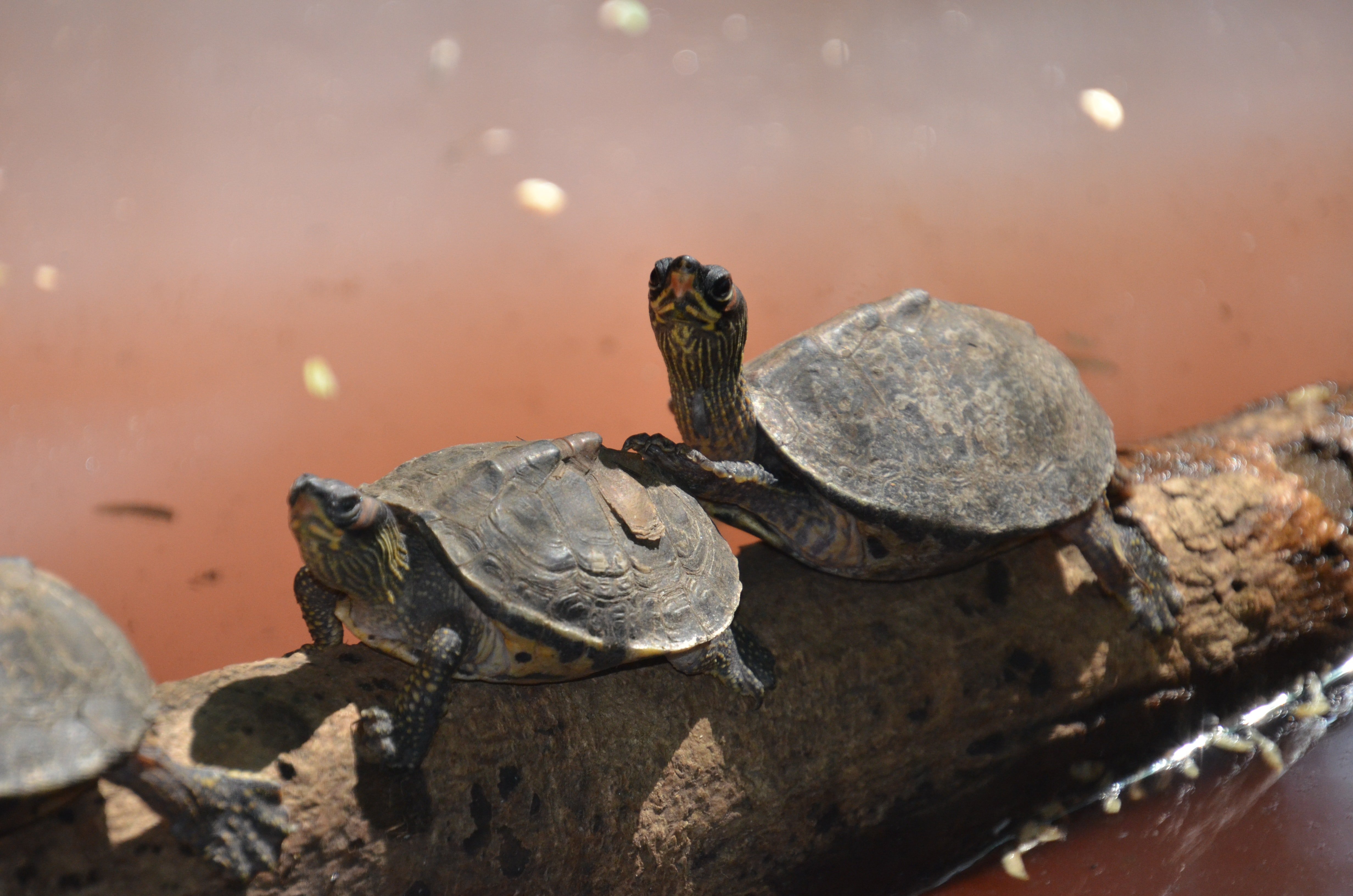 Three turtles. | Source: Pexels/SamarPatil