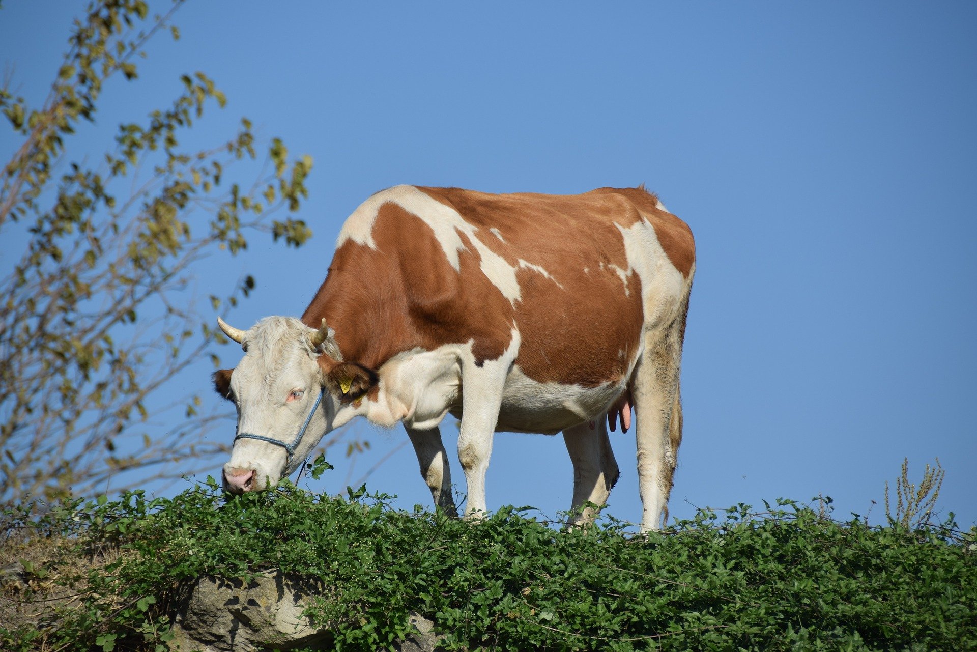 Vaca pastando en la naturaleza. | Foto: Pixabay