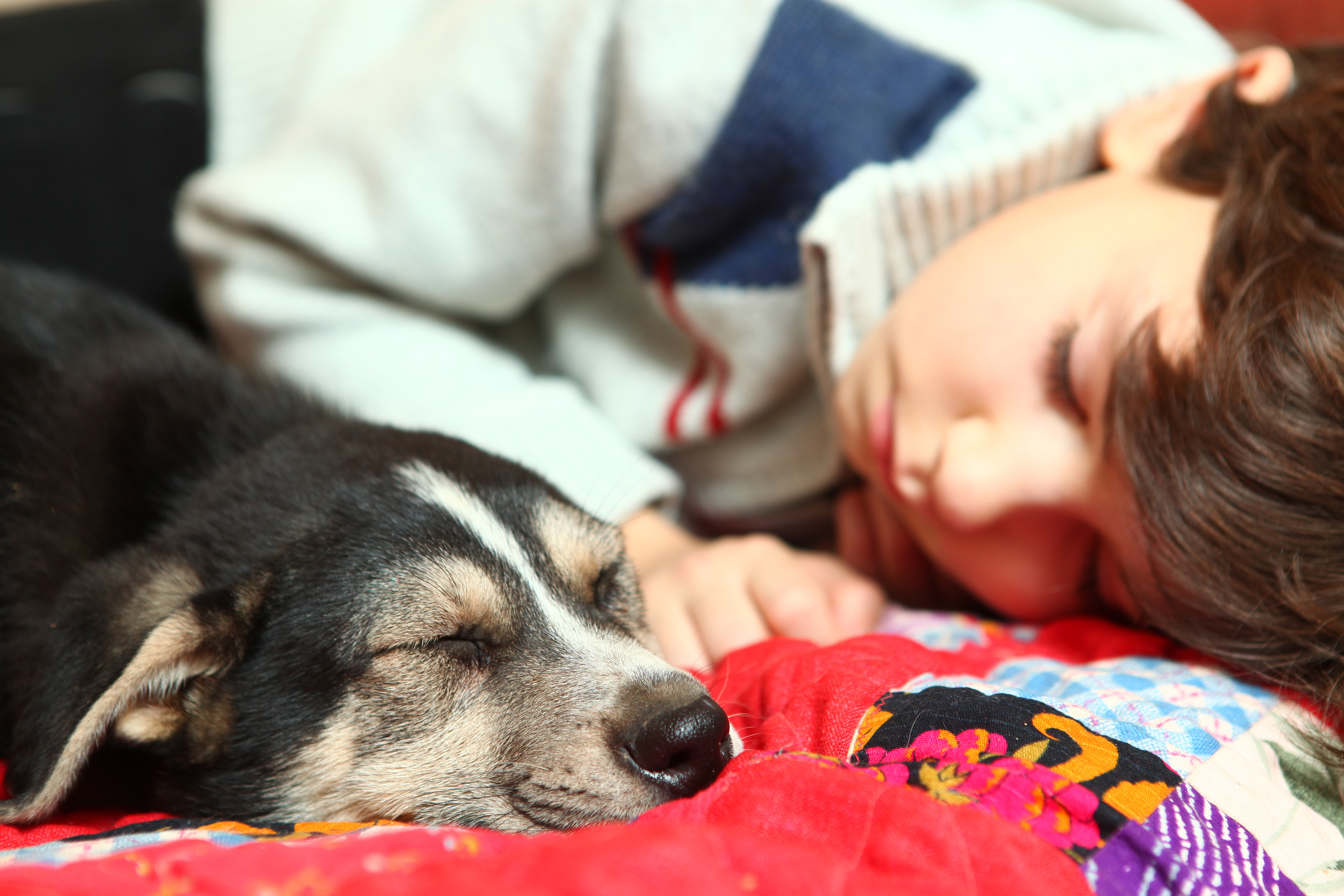 The boy is sleeping with a puppy | Source: Shutterstock.com