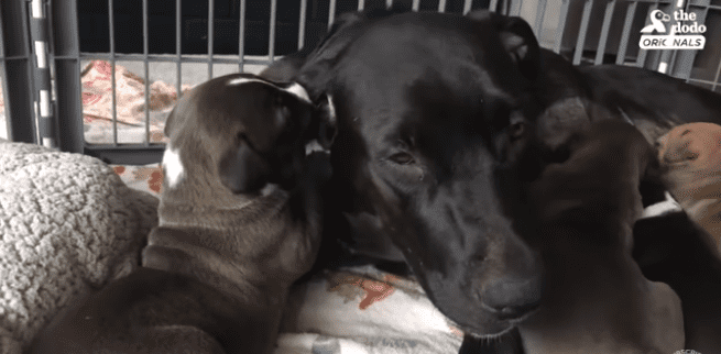 Bess, une chienne réunie avec ses chiots. | Photo : Youtube/The Dodo