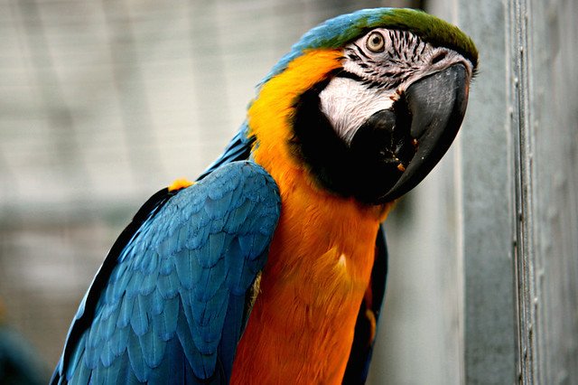 Un magnifique perroquet. l Source: Flickr Un magnifique perroquet. l Source: Flickr