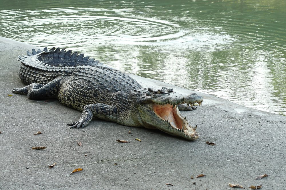 Twins Talk About Nightmarish Crocodile Attack For The First Time Since The Incident