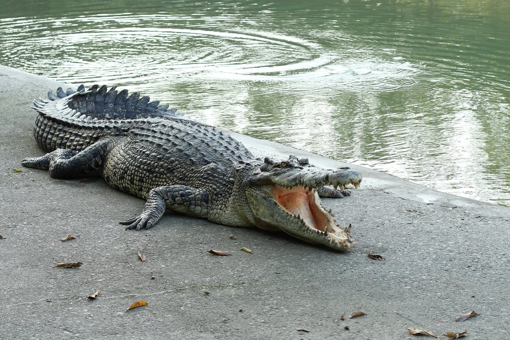 A photo of a Crocodile near a body of water | Photo: Shutterstock