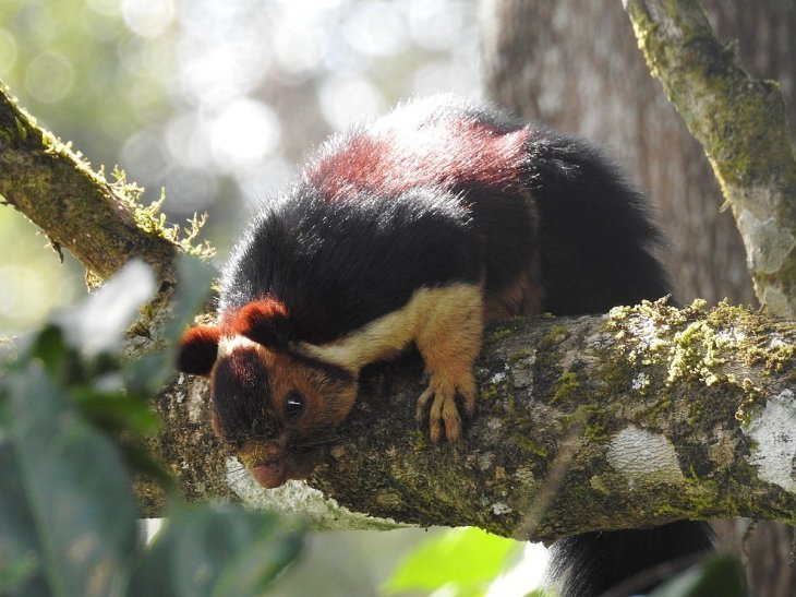 Indisches rieseneichhörnchen