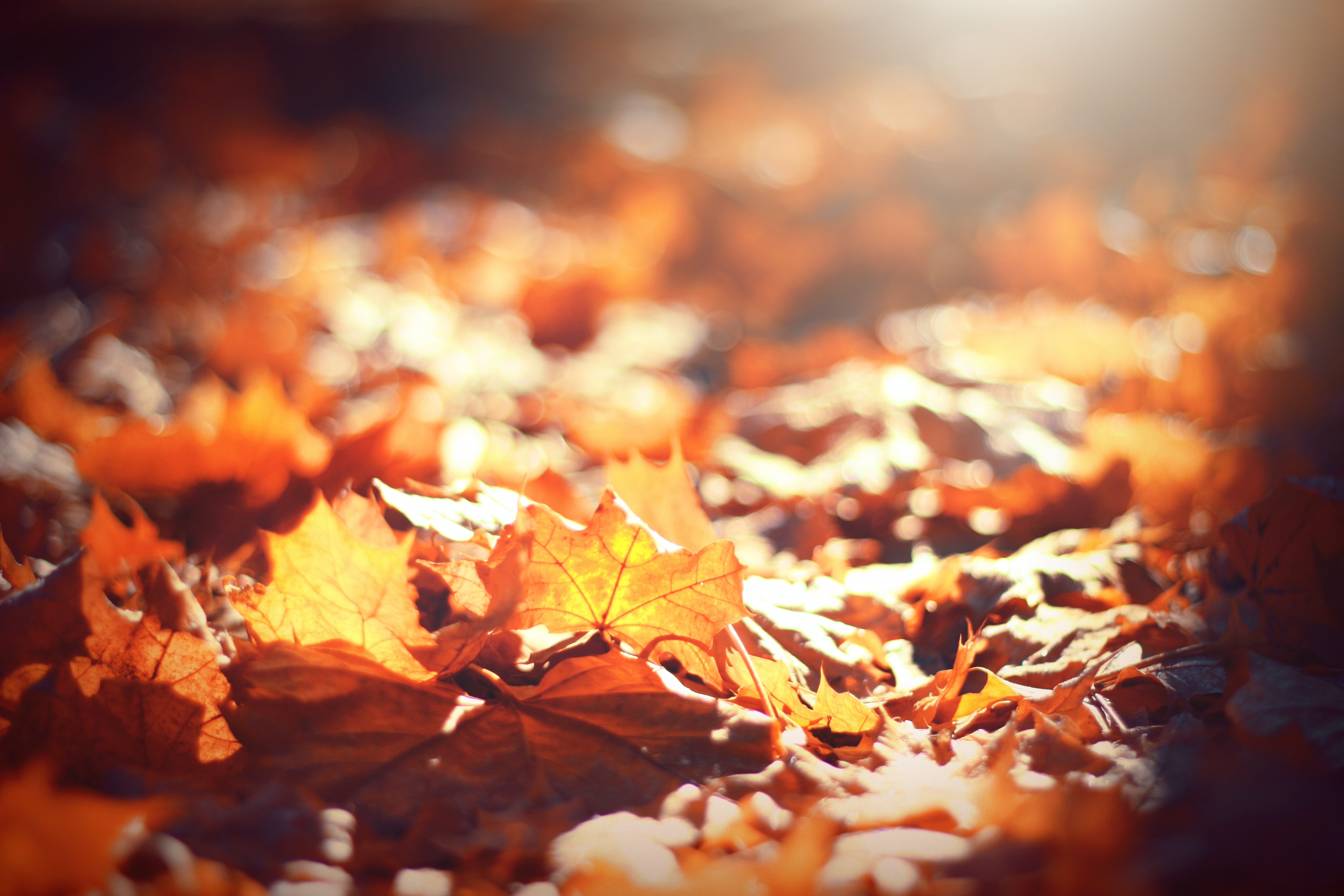 Autumn leaves.│Source: Unsplash