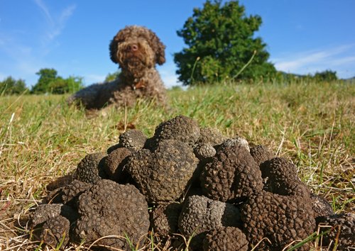 Chien truffier et truffes| Photo : Pixabay Chien truffier et truffes| Photo : Pixabay