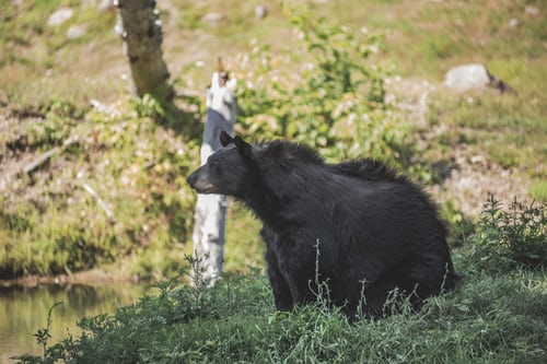 Un ours dans la nature | Unsplash