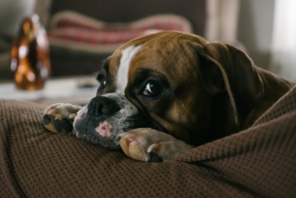 Bouledogue sur le canapé | Photo: Pexels