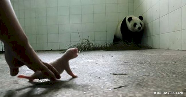 Panda keeps everyone in suspense by not accepting her newborn cub, but then her behavior changes