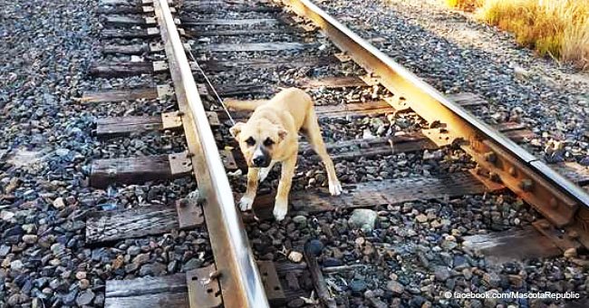 Man spots scared dog tied to the tracks and realizes he was left to die