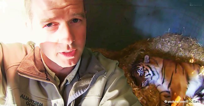 Tiger's maternal instinct defeated death when newborn cub battled to breathe