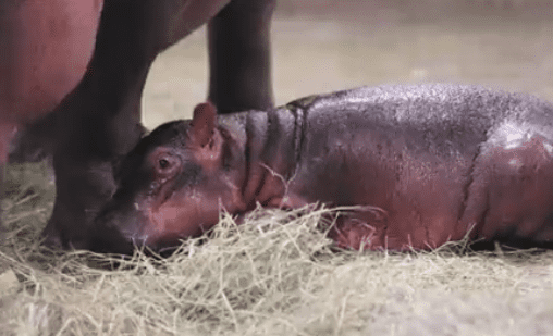 The baby hippo. | Source: twitter.com/DallasZoo