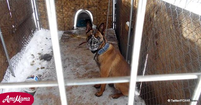 Ce chien a été retrouvé enchaîné à l'extérieur, souffrant dans le tourbillon polaire mortel ; le propriétaire inculpé 