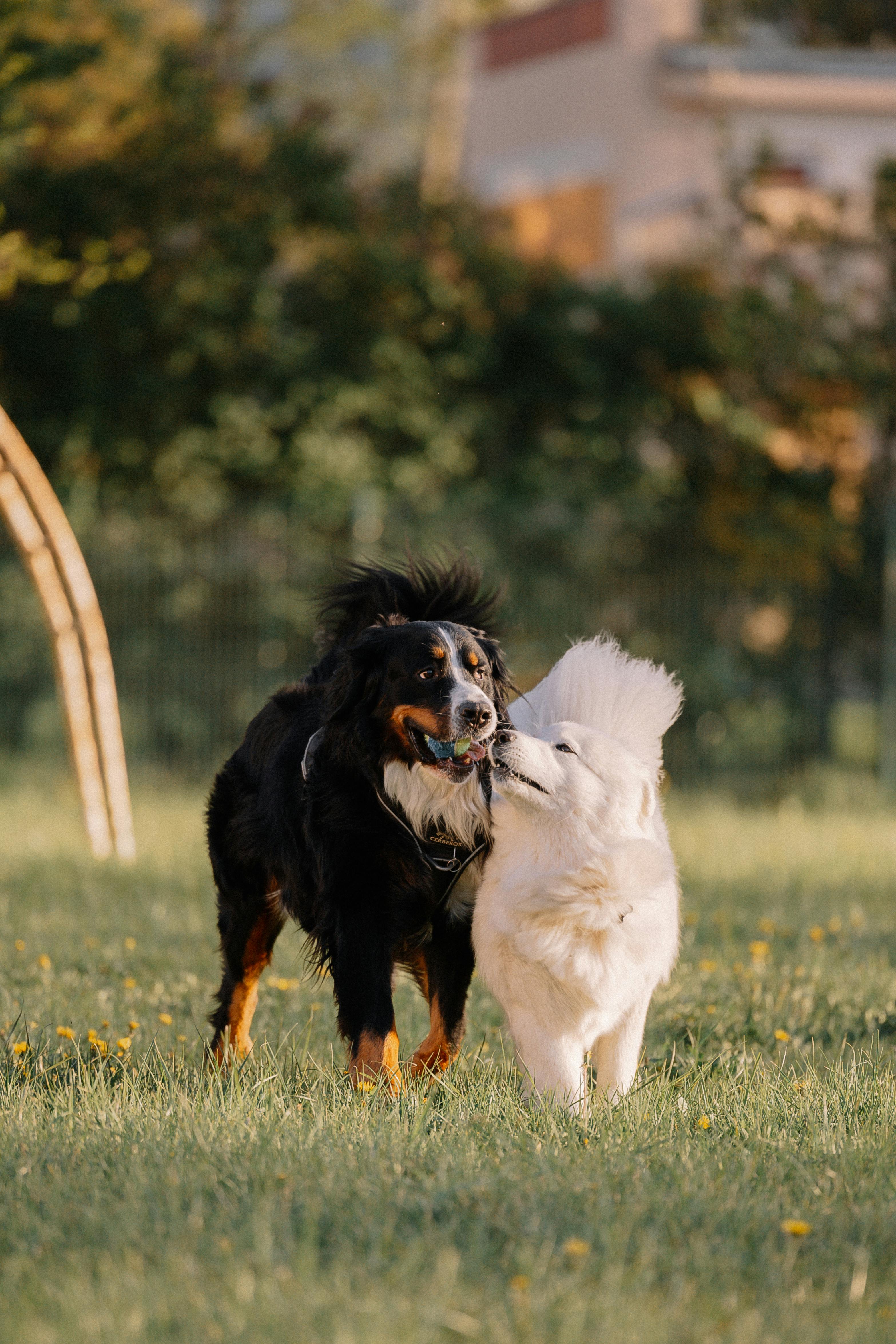 Two dogs | Source: Pexels