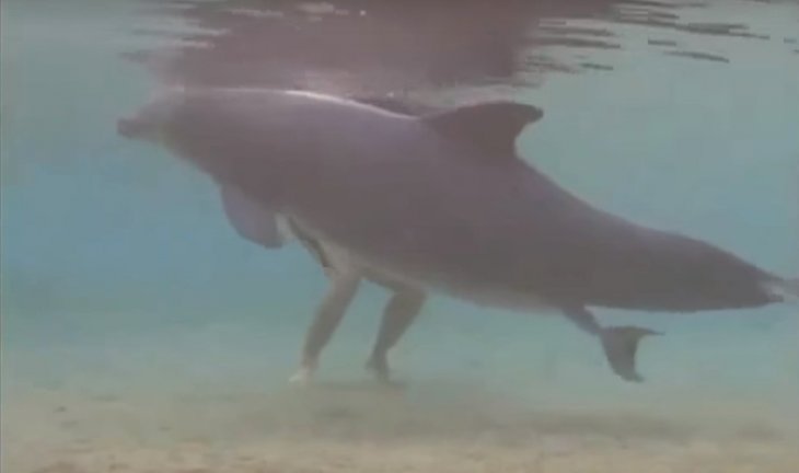 Instant Magique Ou Des Plongeurs Assistent A La Naissance D Un Mignon Petit Dauphin Video