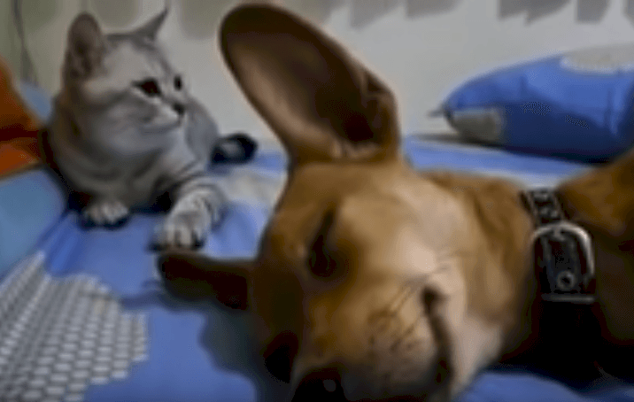 Quand Le Chien Pète Ce Chat Ne Peut Pas Se Taire Et Sa