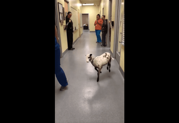 Je veux danser avec quelqu'un, un corps de baa baa baa baa baa qui m'aime. | Photo : Facebook/Longview Animal Care and Adoption Center Je veux danser avec quelqu'un, un corps de baa baa baa baa baa qui m'aime. | Photo : Facebook/Longview Animal Care and Adoption Center