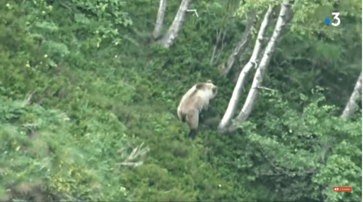 Un ours filmé par un enfant de 9 ans au cours d'une randonnée | Youtube/France 3 Occitanie