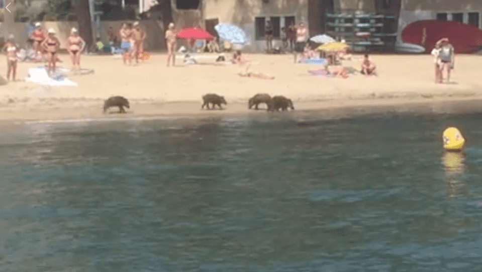 Des sangliers au bord de la mère de Sainte maxime | Photo : Facebook/Nicolas Picard