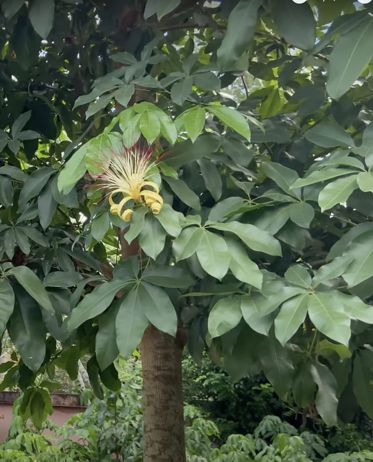 A money tree flower | Source: YouTube/ Hans Fritschi