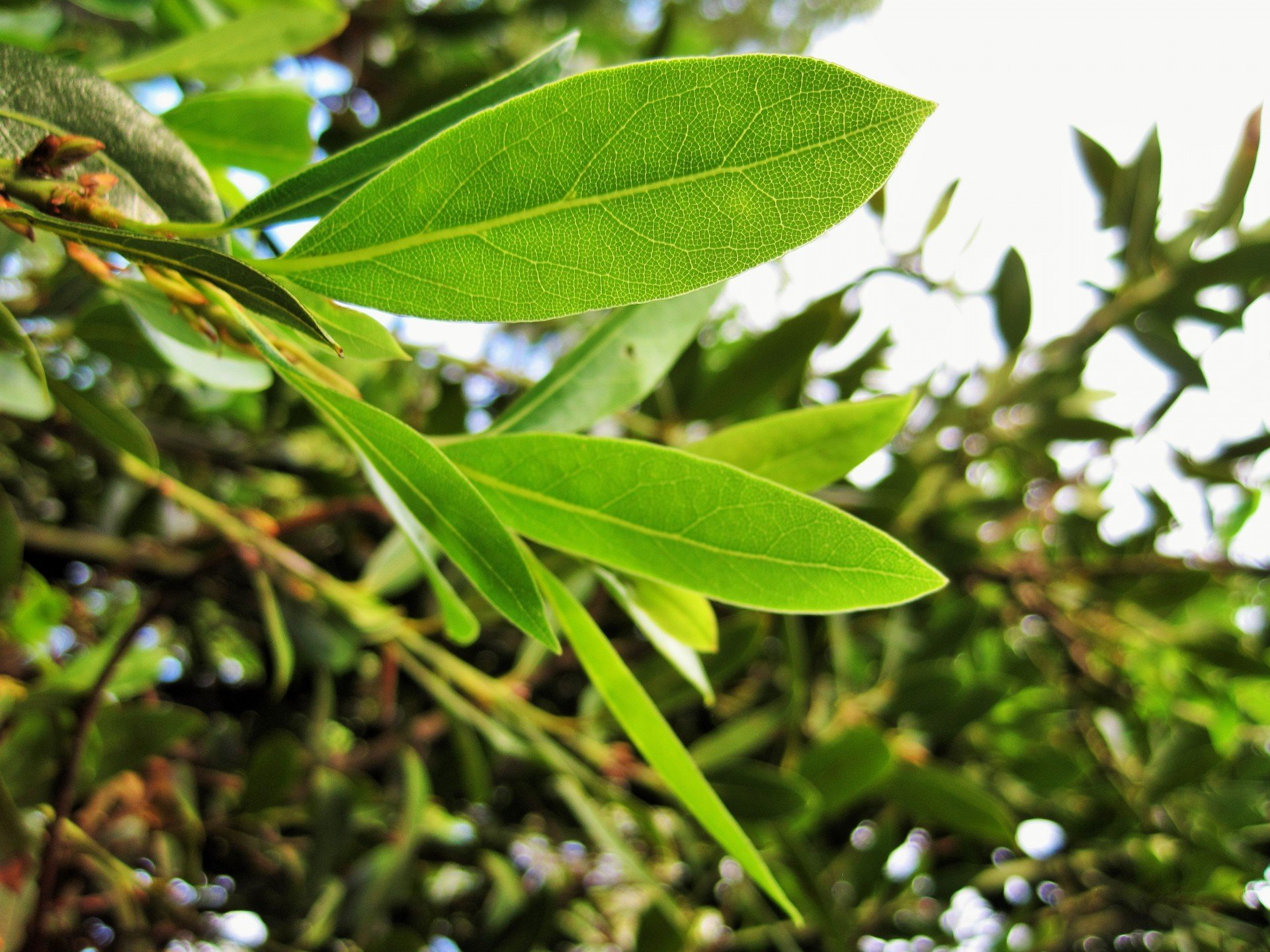 Beneficios de las hojas de laurel que ayudan contra la diabetes, el