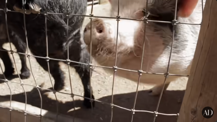 Patrick Dempsey's pigs in his former Malibu home from a video dated October 29, 2014 | Source: youtube.com/@Archdigest