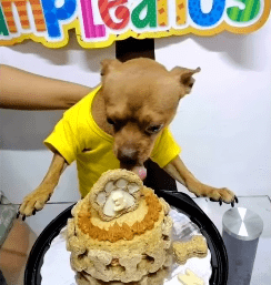 El chihuahua lamiendo su pastel. │ Foto: Captura de Facebook/Imagen Televisión