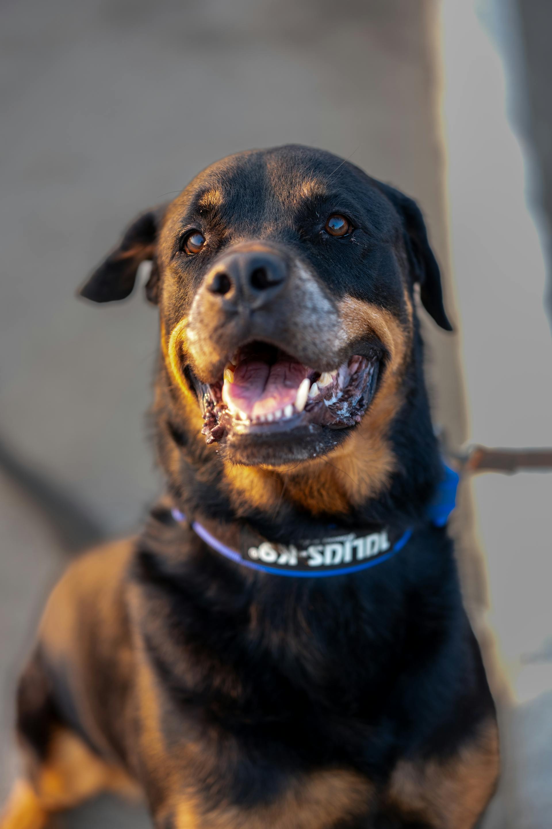 A Rottweiler wearing a collar | Source: Pexels