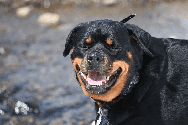 Rottweiler viendo hacia la cámara. | Foto: Pixabay