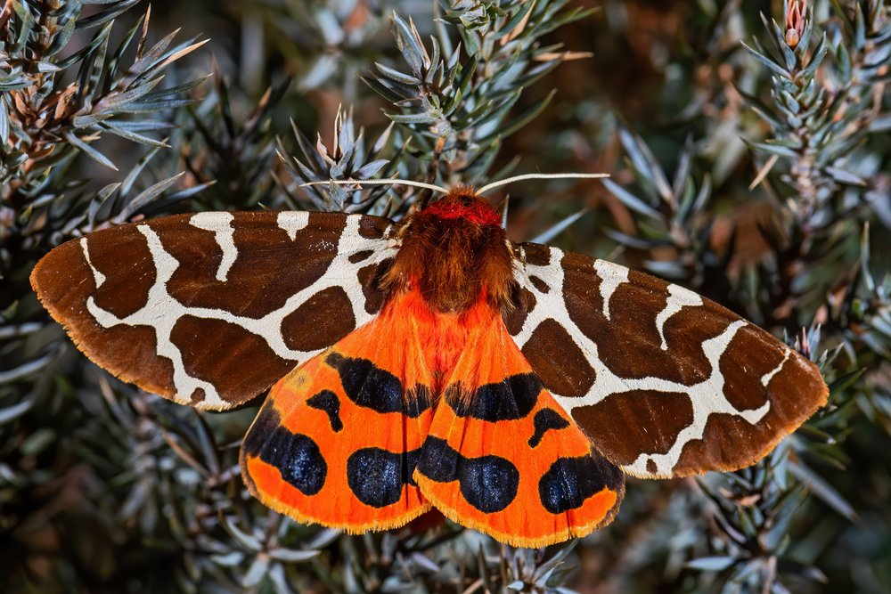 A photo of a colorful moth | Photo: Shutterstock