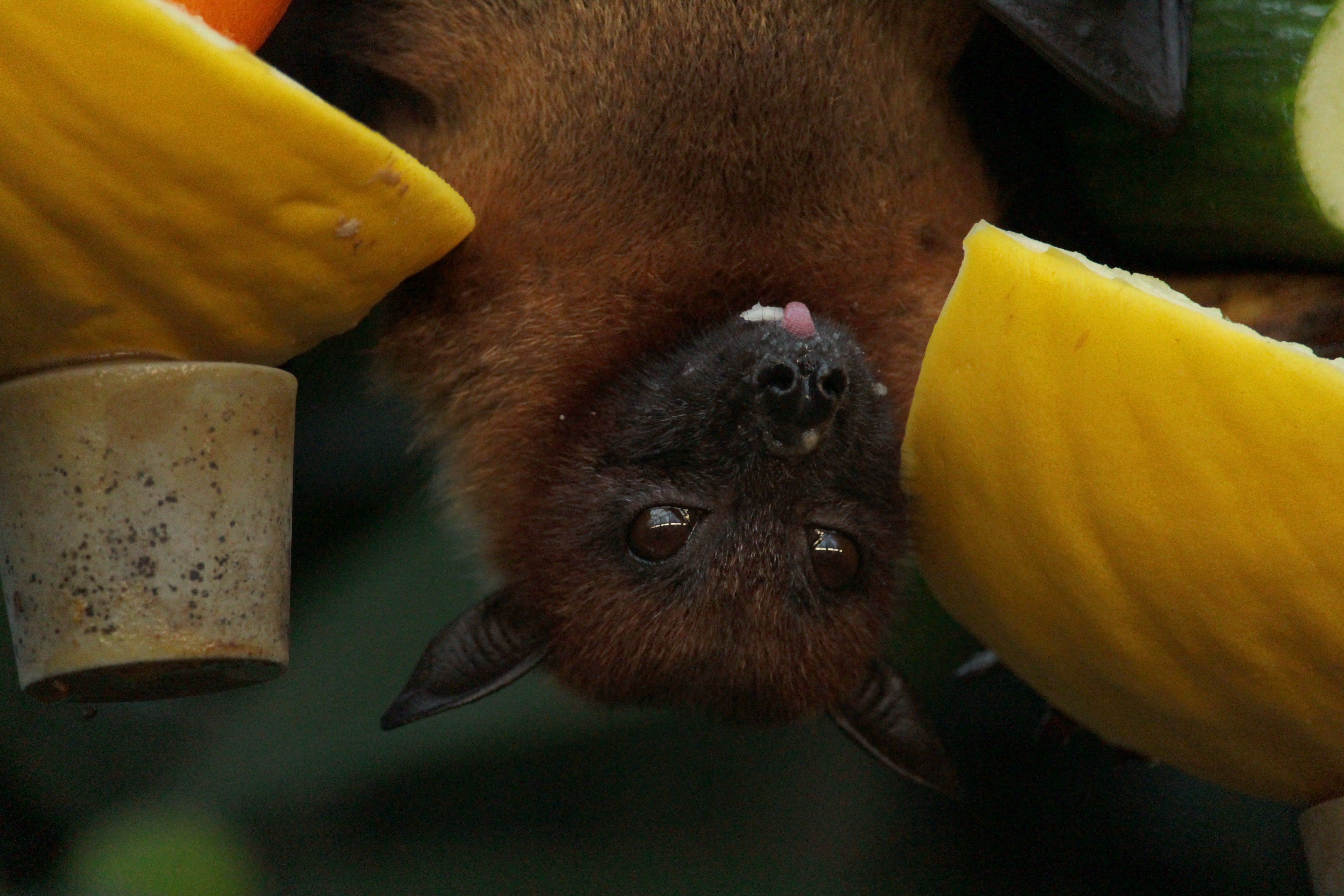 An upside-down bat in the woods | Photo: Pexels