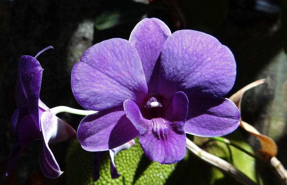 Orchidée dendrobium | Photo : Pixabay
