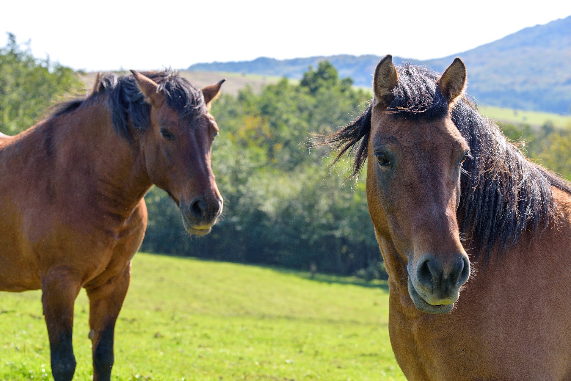 Pictured - A pair of brown horses on the pasture land | Source: Pixabay 