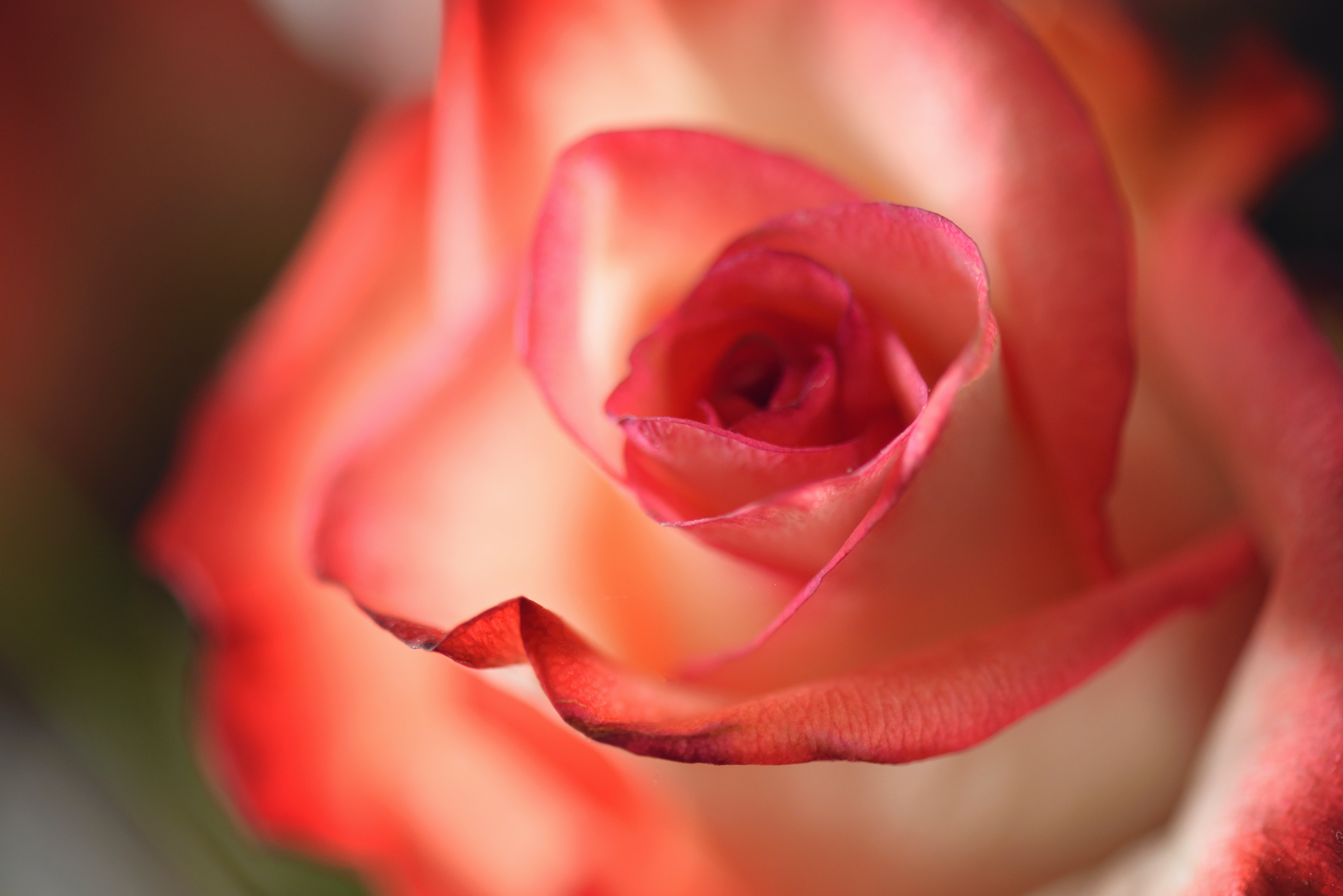 Mia was disappointed that her grandmother chose to give her a rose on her wedding day. | Source: Pexels