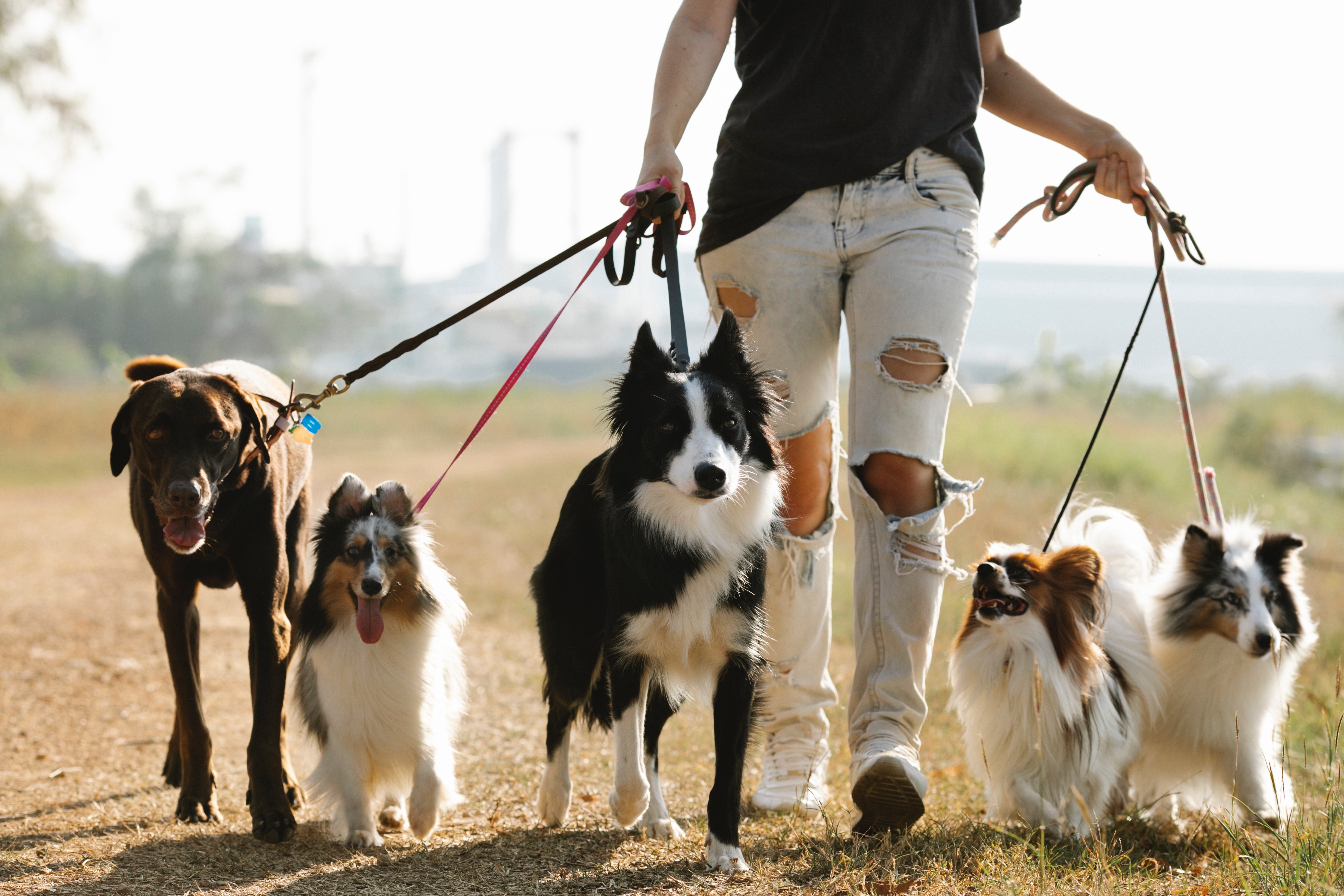 An individual walking a bunch of dogs │ Source: Pexels