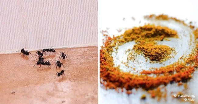 Here's one spice that could help you get rid of ants forever