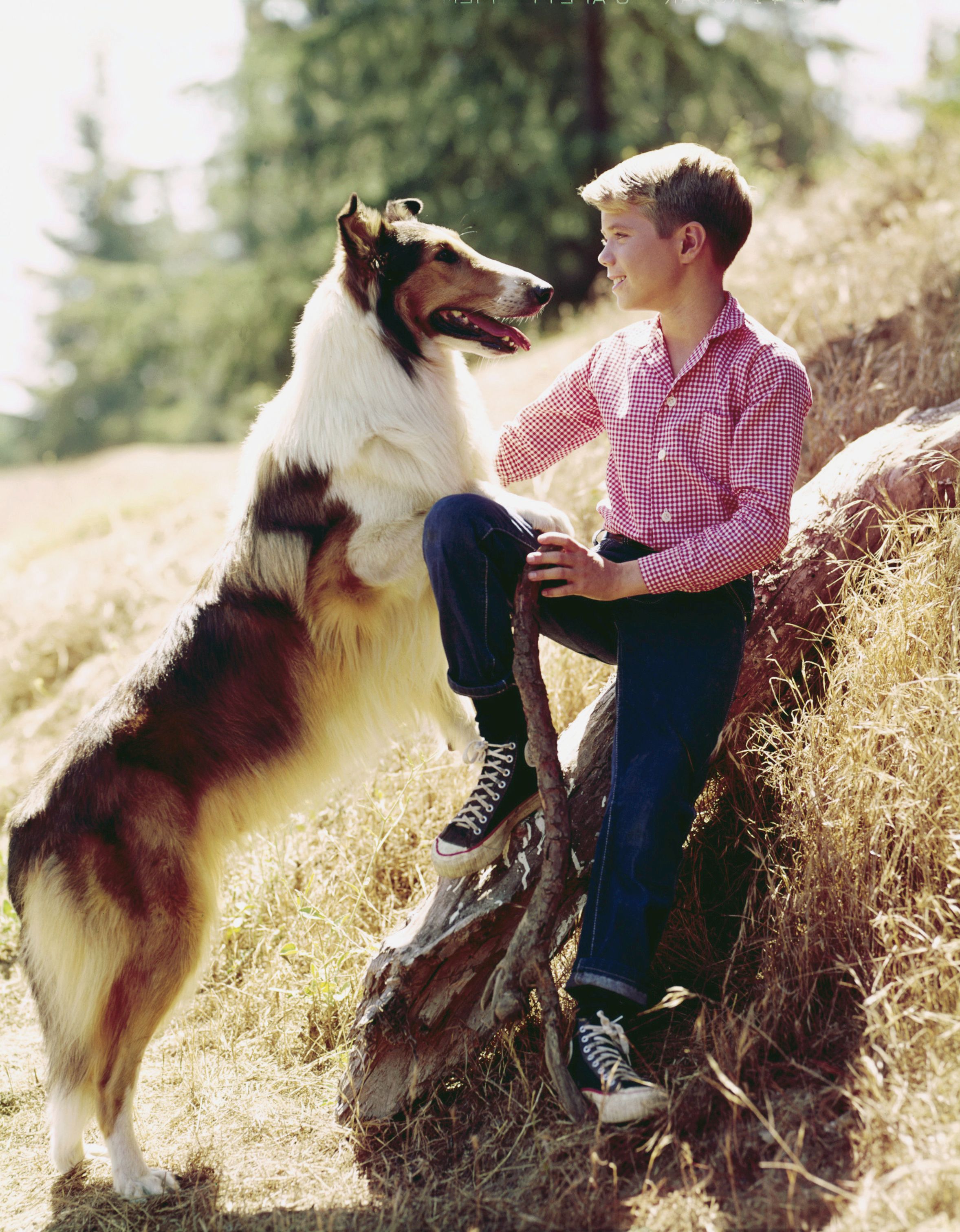 Baby the dog, as Lassie. and Jon Provost, as Timmy Martin, in a promotional still for the television show "Lassie," in 1960. | Source: CBS Photo Archive/Getty Images