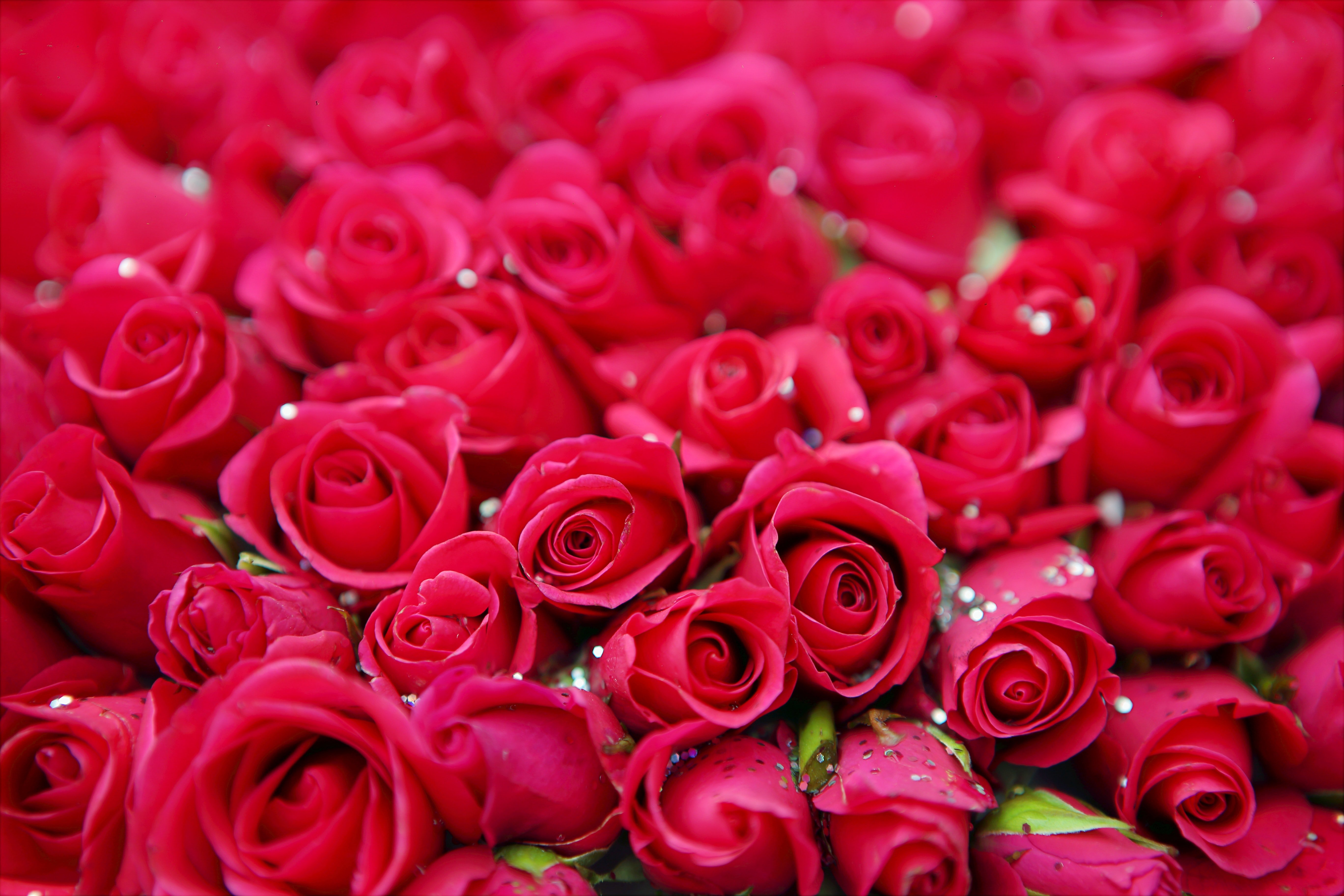 Red roses. | Source: Pexels