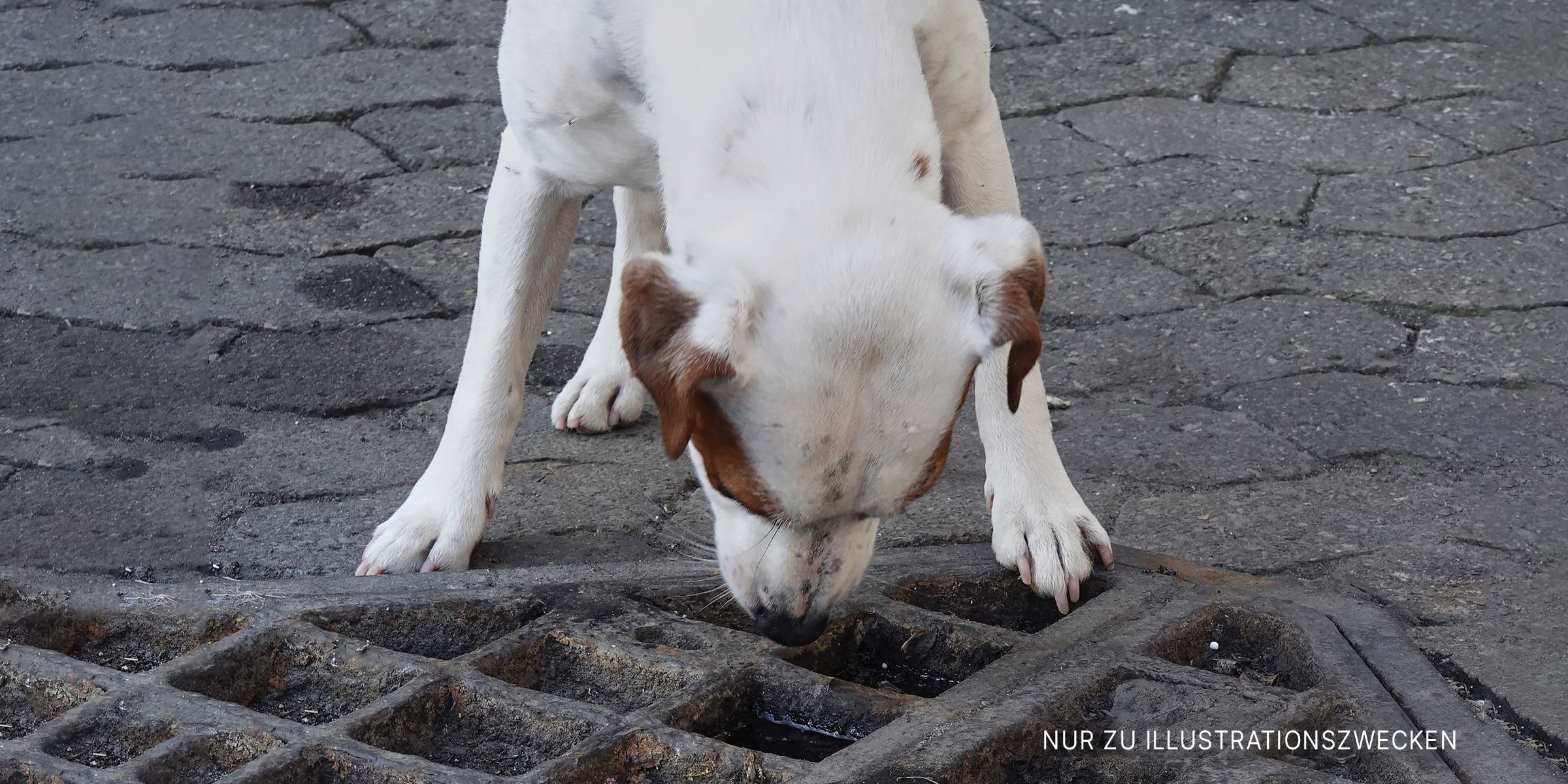 Hund schaut durch einen Abwasserkanal | Quelle: Getty Images