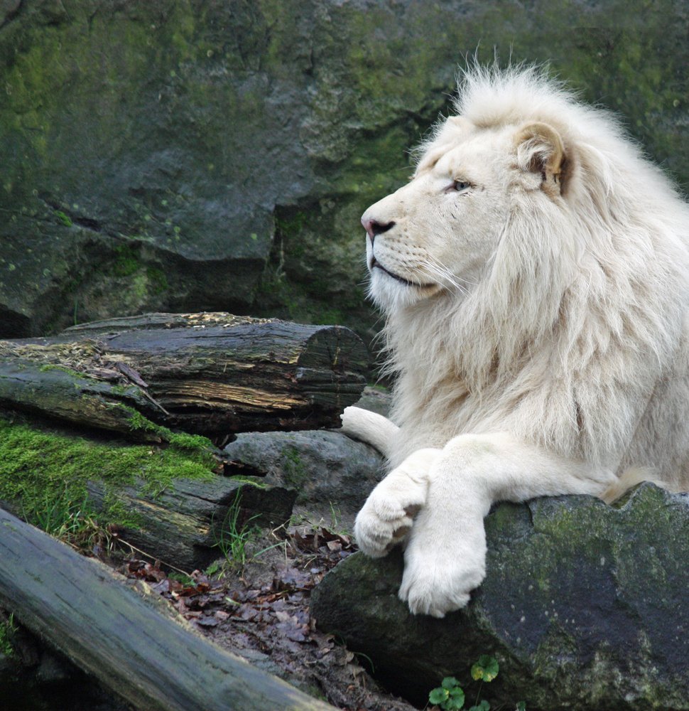 A large White African lion perched on a rock. | Photo: Shutterstock