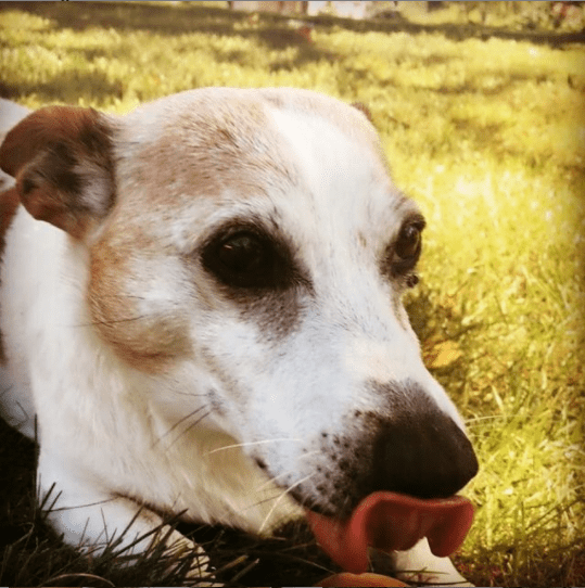 Max, le chien de la journaliste Alessandra Sublet. | Photo : Instagram/alessandra_sublet
