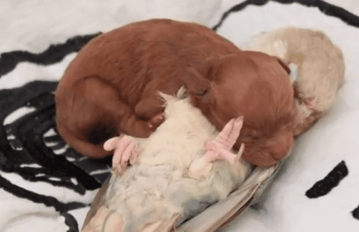 El loro deja que el perrito lo use como almohada | Foto: Facebook/Amazingbeautifuting