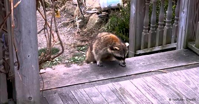 Woman leaves food for a blind raccoon, then she spots 2 tiny 'bodyguards' with him