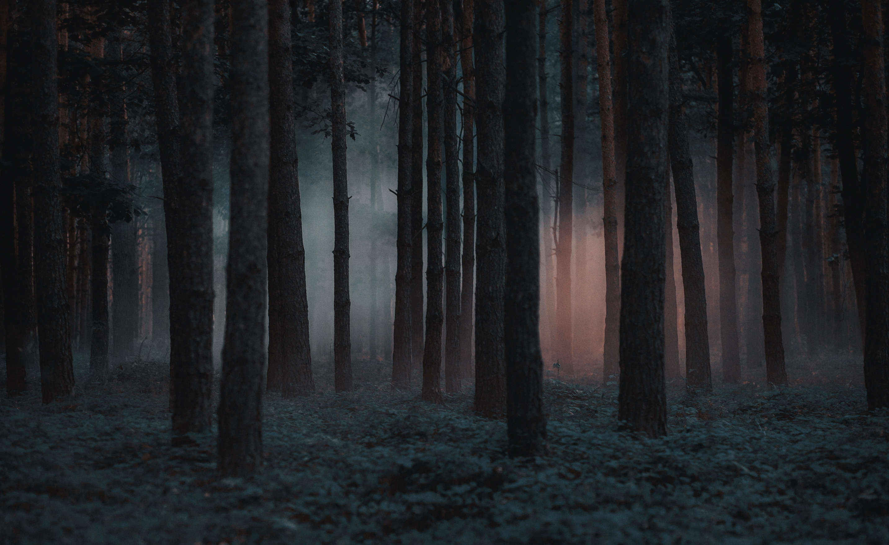 Dark foggy pine scary forest. | Source: Shutterstock